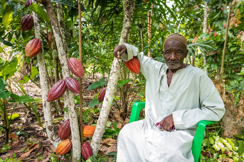 champs de cacao/ Photo de Virunga chocolat