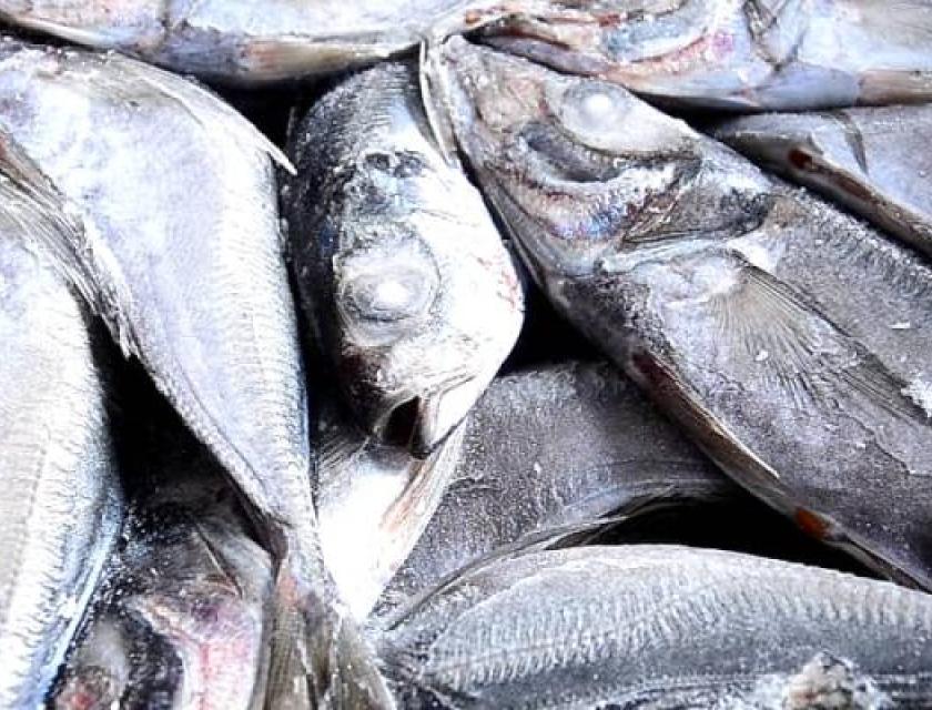 Kinshasa : les adresses pour acheter le «Thomson» du gouvernement