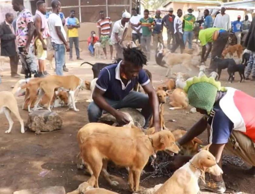 Consommation des chiens 