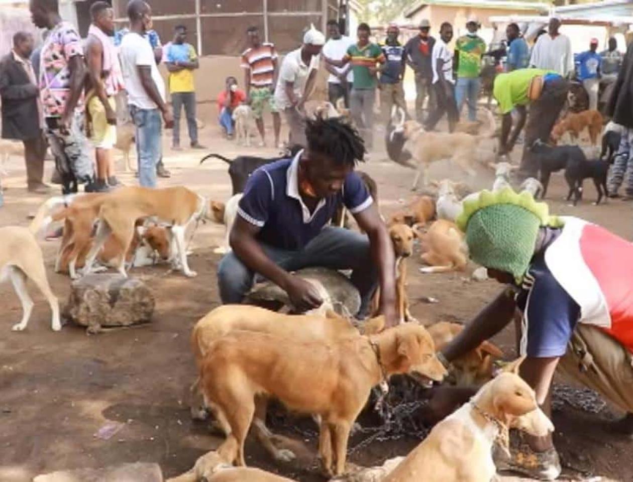 Consommation des chiens 